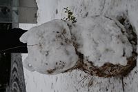 HongoSnow